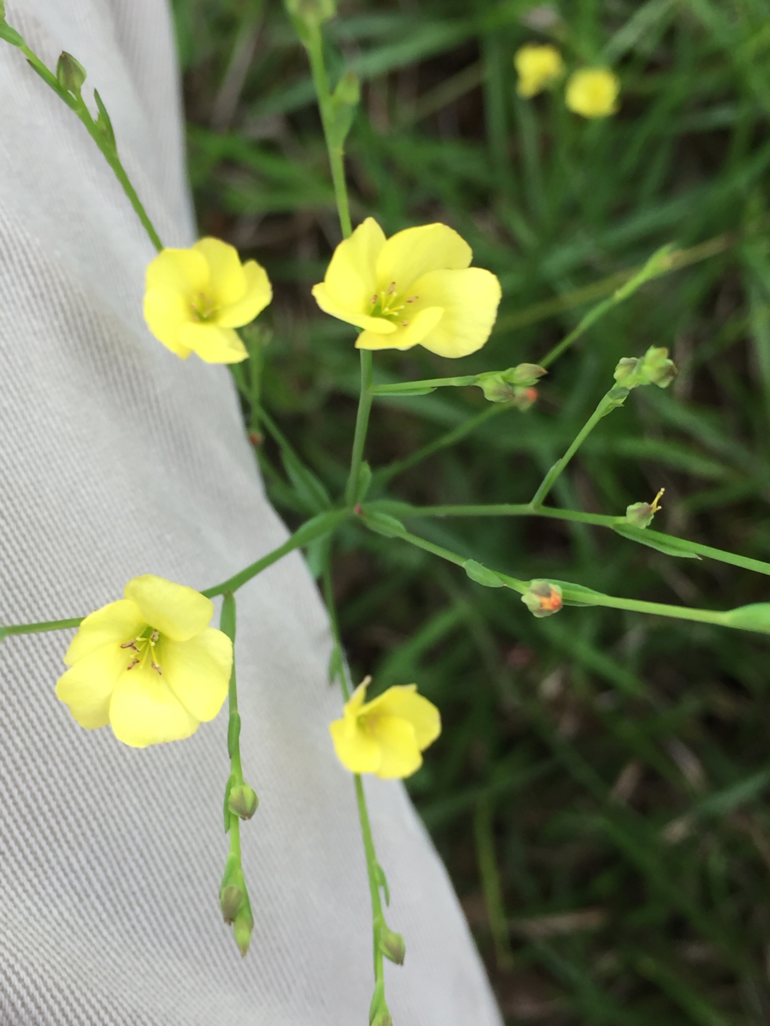Linum medium var. texanum