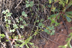 Acmispon micranthus