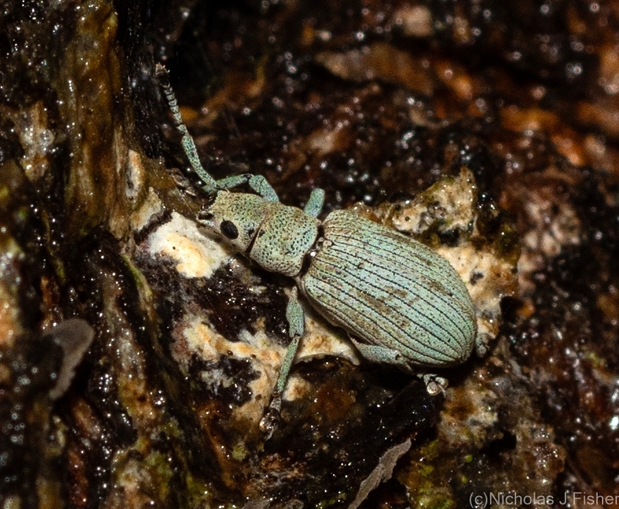 Myllocerus rugicollis