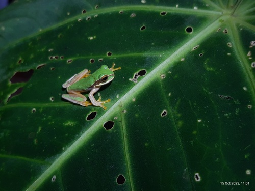 Masked Tree Frog, photo 2 of 10