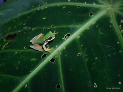 Central American Smilisca photo 2