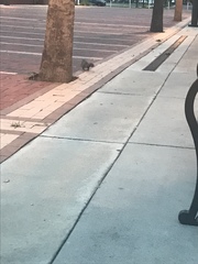 Sciurus carolinensis