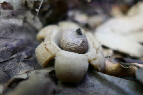 Geastrum