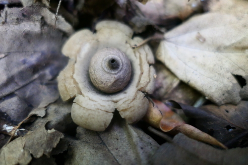 Geastrum (Photo 2 of 8)