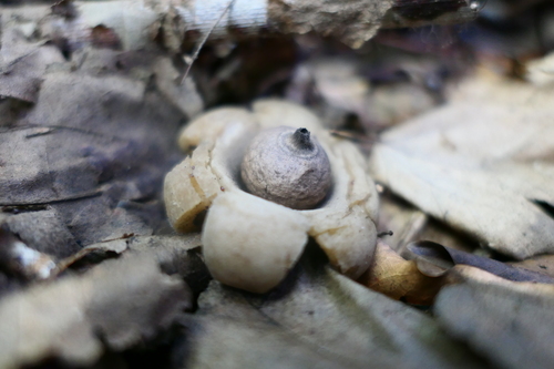 Geastrum (Photo 3 of 8)