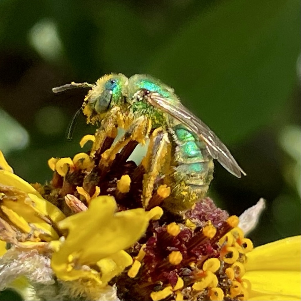 Texas Striped Sweat Bee from Naval Base Point Loma, San Diego, CA, US