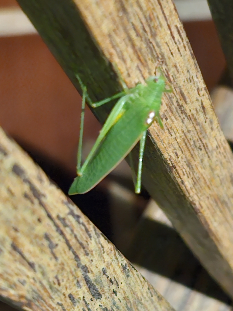 Mendesiellus albosignatus