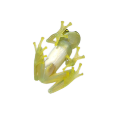 Emerald Glassfrog photo 5