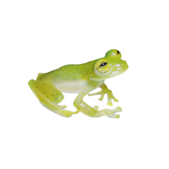 Emerald Glassfrog photo 3