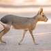 Patagonian Mara - Photo (c) Vicente Pantoja, some rights reserved (CC BY-NC), uploaded by Vicente Pantoja