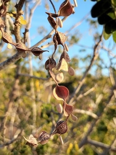 Pityrocarpa obliqua, 2024-01-05