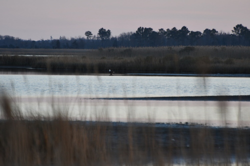 Bald Eagle photographed in Delaware