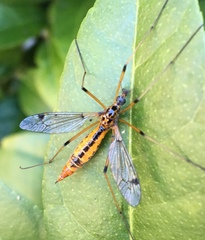 Tipula californica
