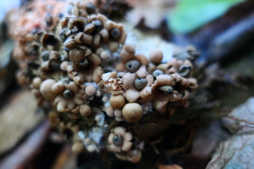 Geastrum