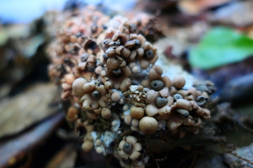 Geastrum (Photo 2 of 6)