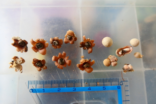 Geastrum (Photo 3 of 6)