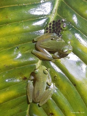 Emerald Glassfrog photo 4