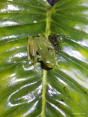 Emerald Glassfrog photo 2