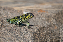 Liolaemus zapallarensis