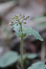 Cardamine douglassii