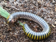 Anadenobolus monilicornis