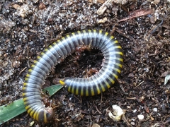 Anadenobolus monilicornis