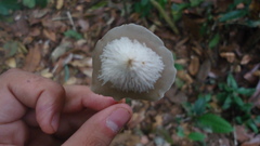 Filoboletus