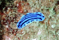 Phyllidiopsis annae