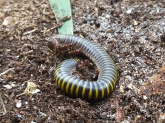 Anadenobolus monilicornis