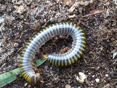 Anadenobolus monilicornis