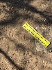 Callipepla californica