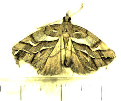 Chalastra aristarcha