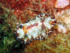 Discodoris boholiensis