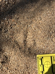 Callipepla californica