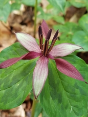 Trillium stamineum
