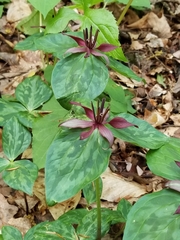 Trillium stamineum