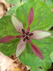 Trillium stamineum