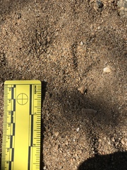 Callipepla californica