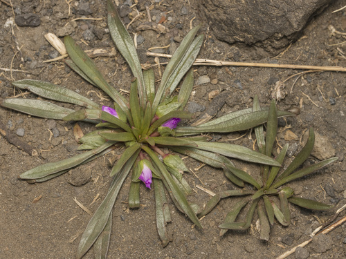 Calandrinia colchaguensis (Calandrinia colchaguensis)