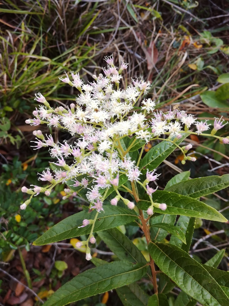 Vernonanthura patens