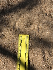 Callipepla californica