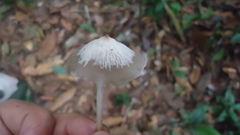 Filoboletus