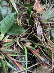 Mountain Air Plant (Tillandsia orogenes)