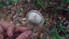 Filoboletus
