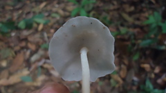 Filoboletus