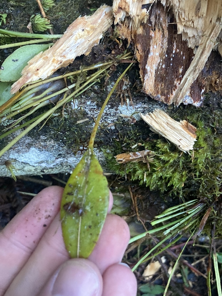 Stelis pachyglossa