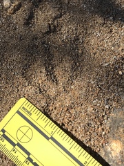 Callipepla californica