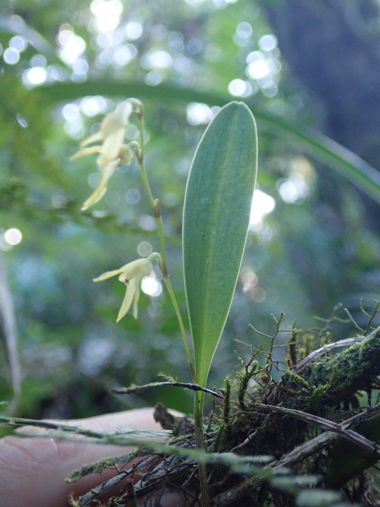 Stelis platystylis