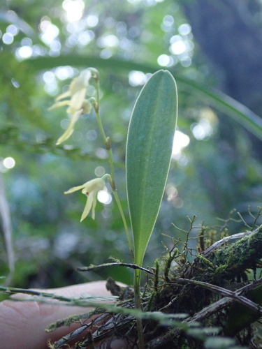 Stelis platystylis, photograph 6