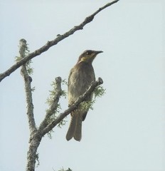 Gavicalis fasciogularis